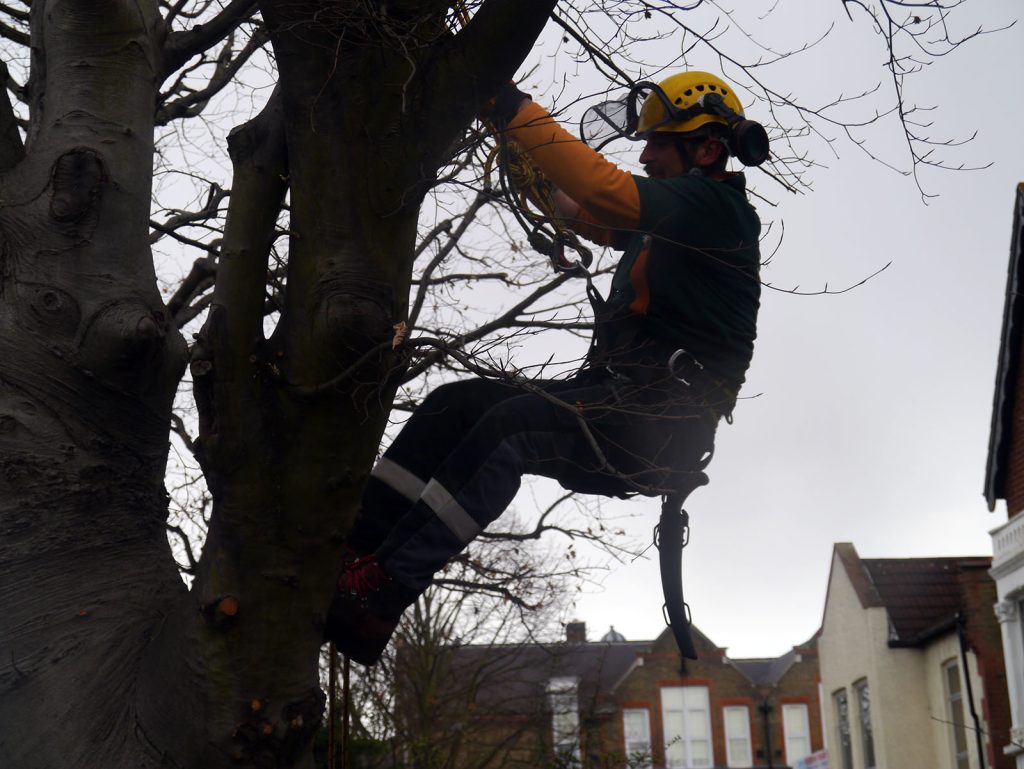 tree-surgery-expert